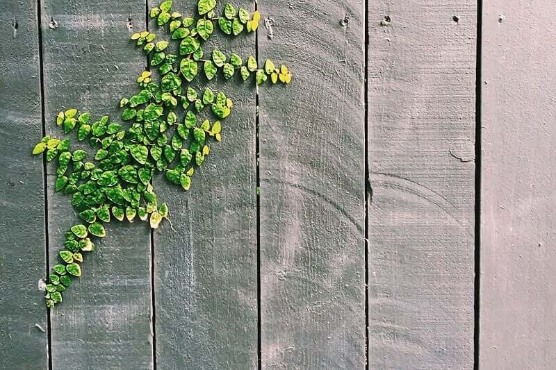 wood fence green vines