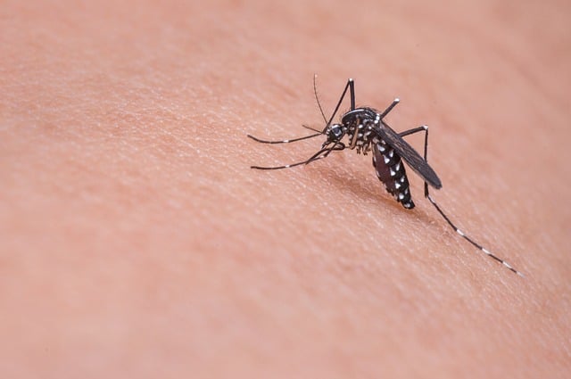 Mosquito Biting Human Skin