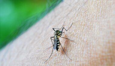 Will a Ceiling Fan Keep Mosquitoes Away