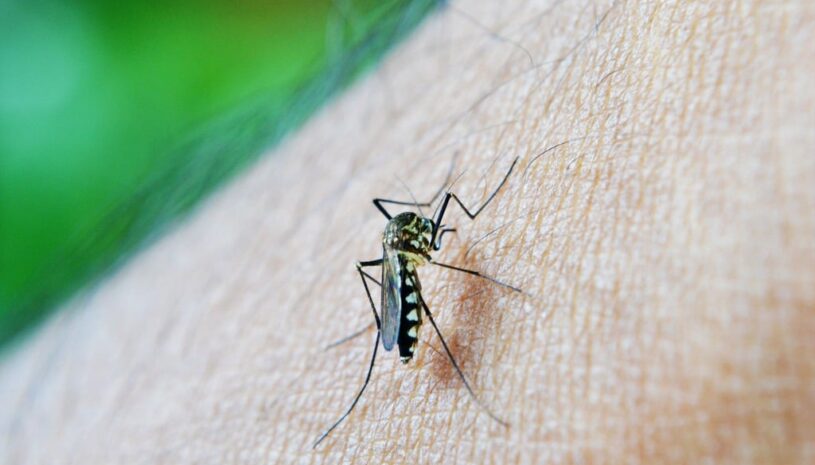 Will a Ceiling Fan Keep Mosquitoes Away