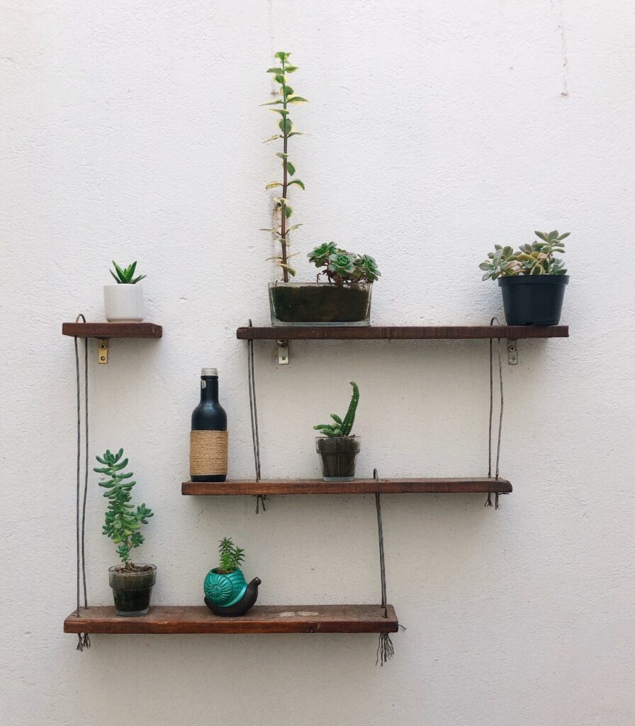 plants on shelf