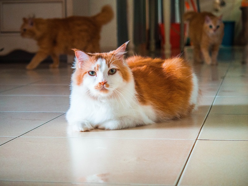 cat on floor